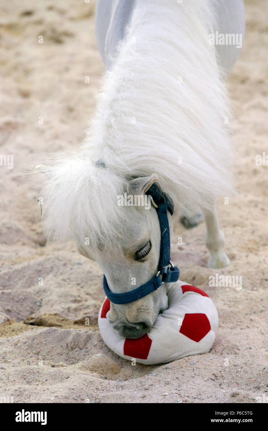Doha, Mini-Shetland pony spielt mit einem weichen Fußball Stockfoto