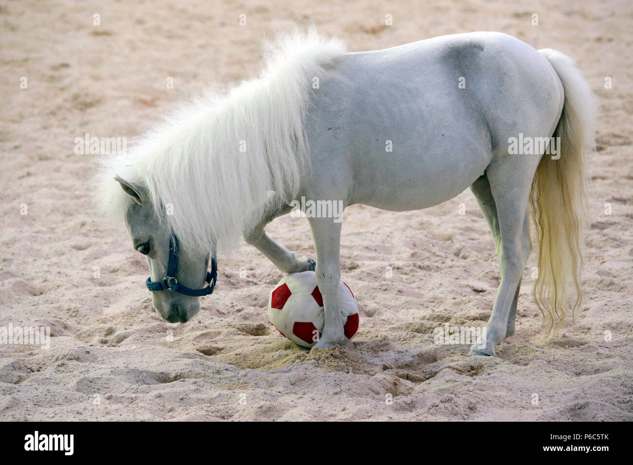 Doha, Mini-Shetland pony spielt mit einem weichen Fußball Stockfoto