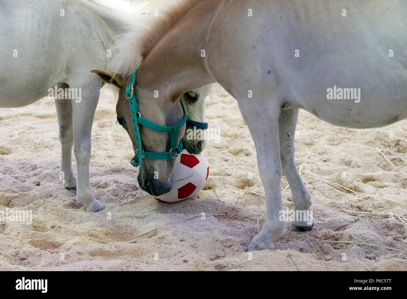 Doha, mini Shetland Ponys spielen mit einem weichen Fußball Stockfoto