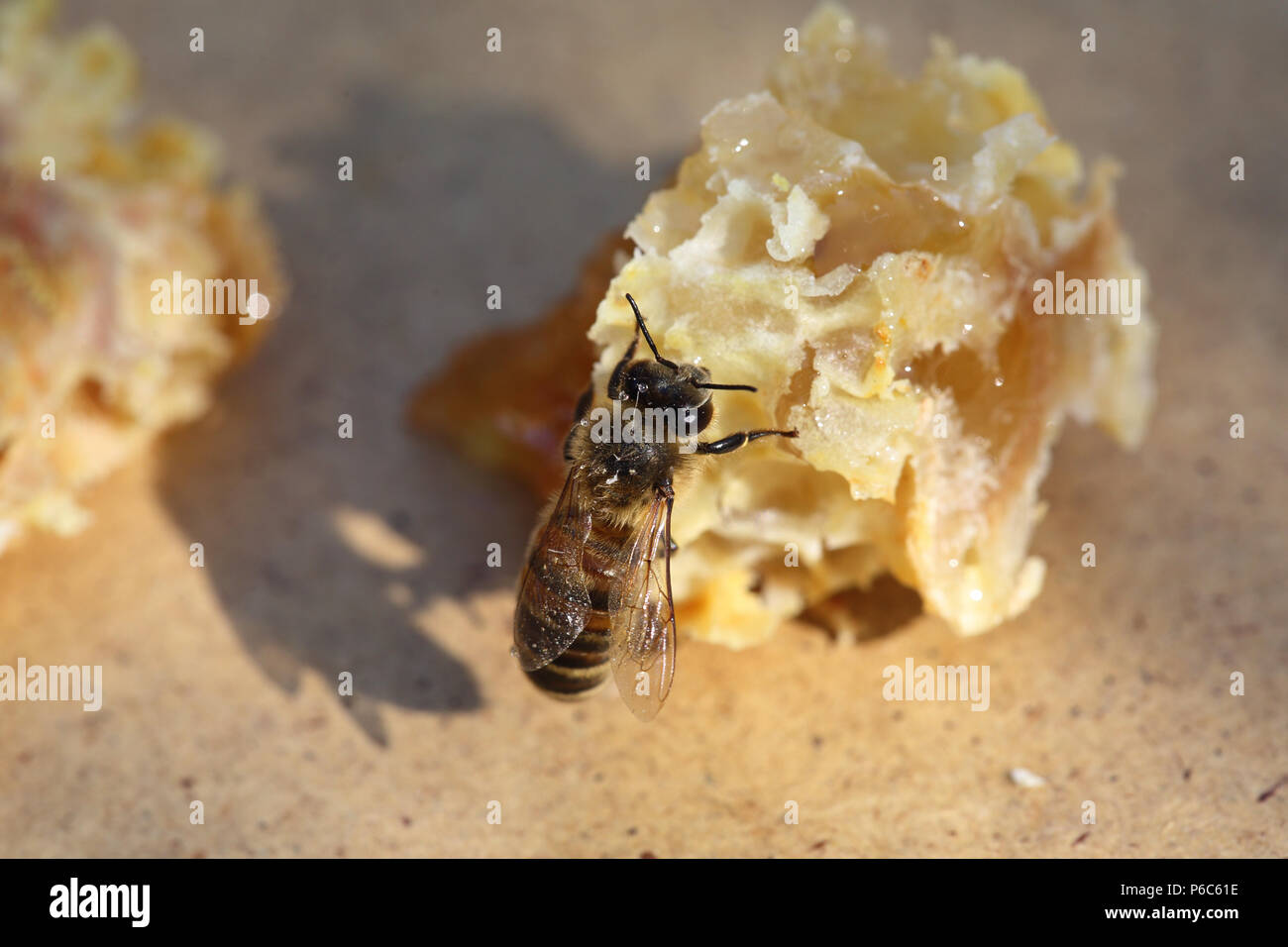 Berlin, Deutschland - Biene saugt Honig von einem gebrochenen Stück Wabe Stockfoto