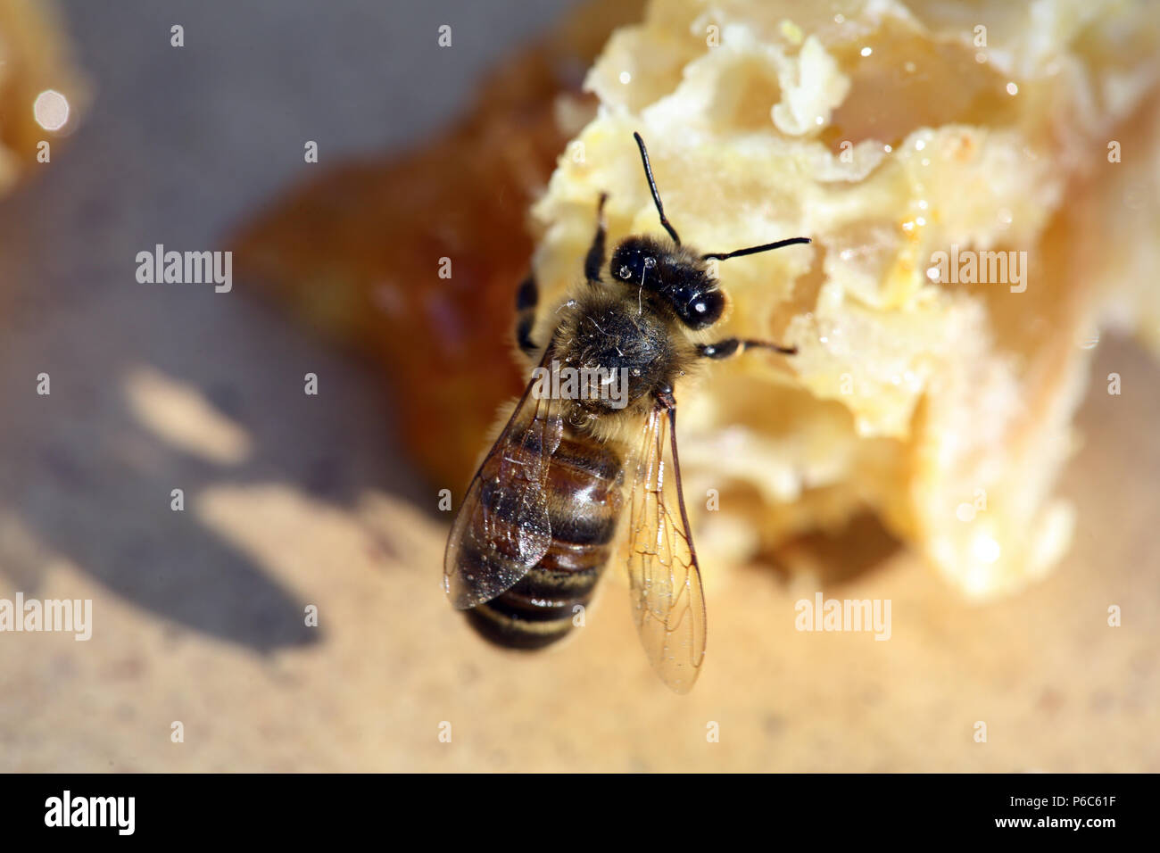 Berlin, Deutschland - Biene saugt Honig von einem gebrochenen Stück Wabe Stockfoto