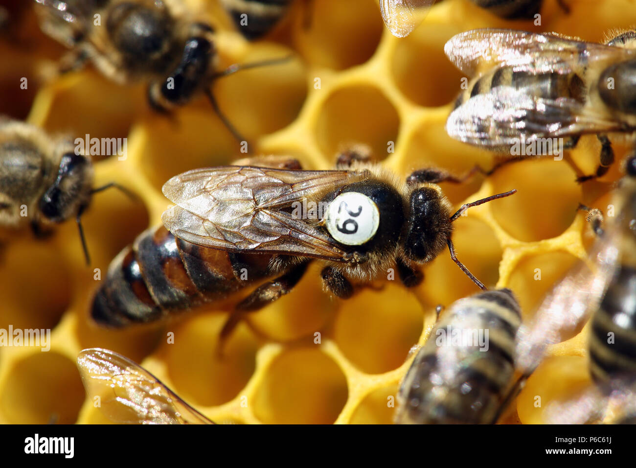 Berlin, Deutschland - Bienenkönigin mit weißen Slip Markierung auf einer Wabe Stockfoto