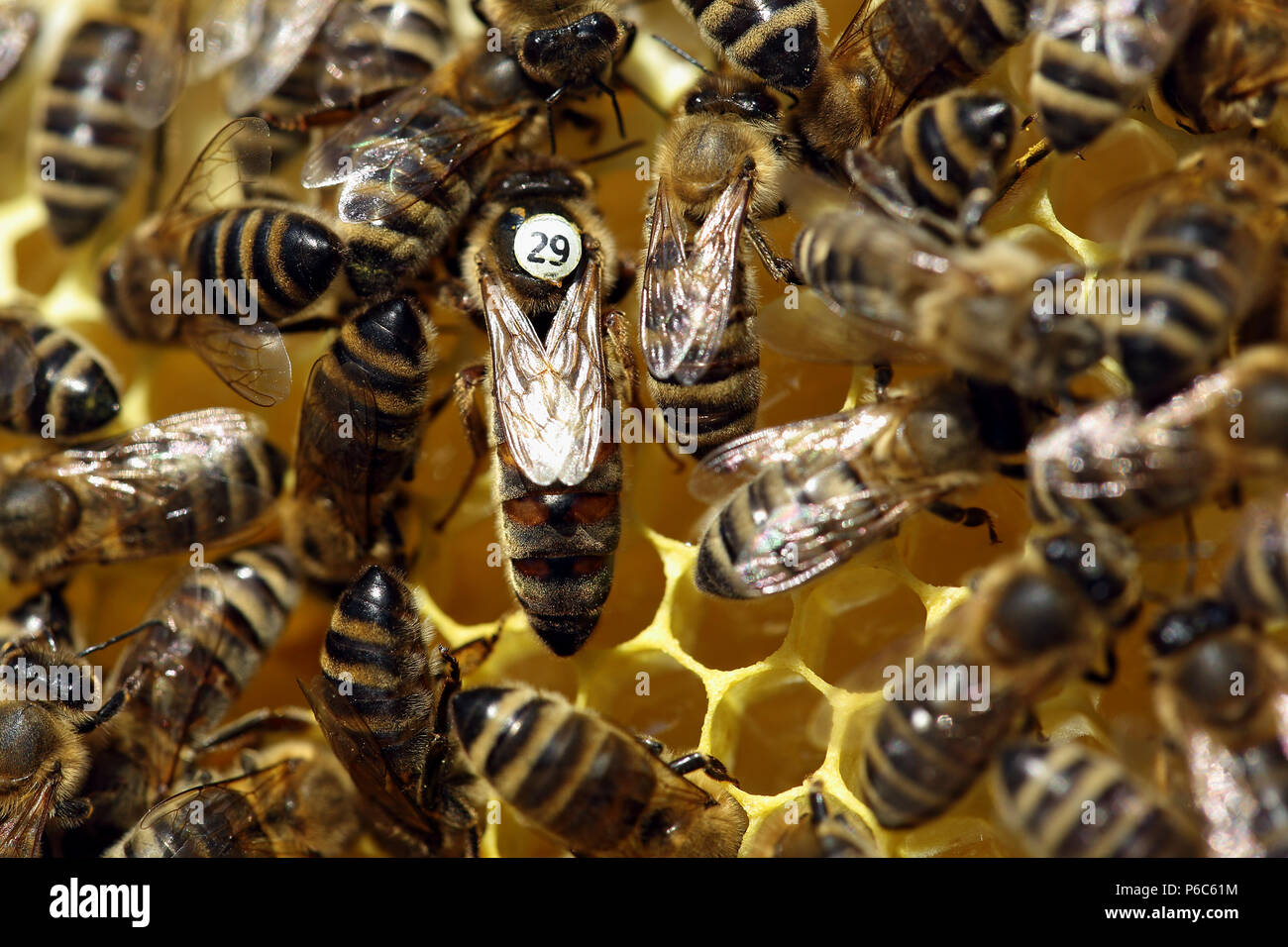 Berlin, Deutschland - Bienenkönigin mit weißen Slip Mark und die Bienen auf einer Wabe Stockfoto