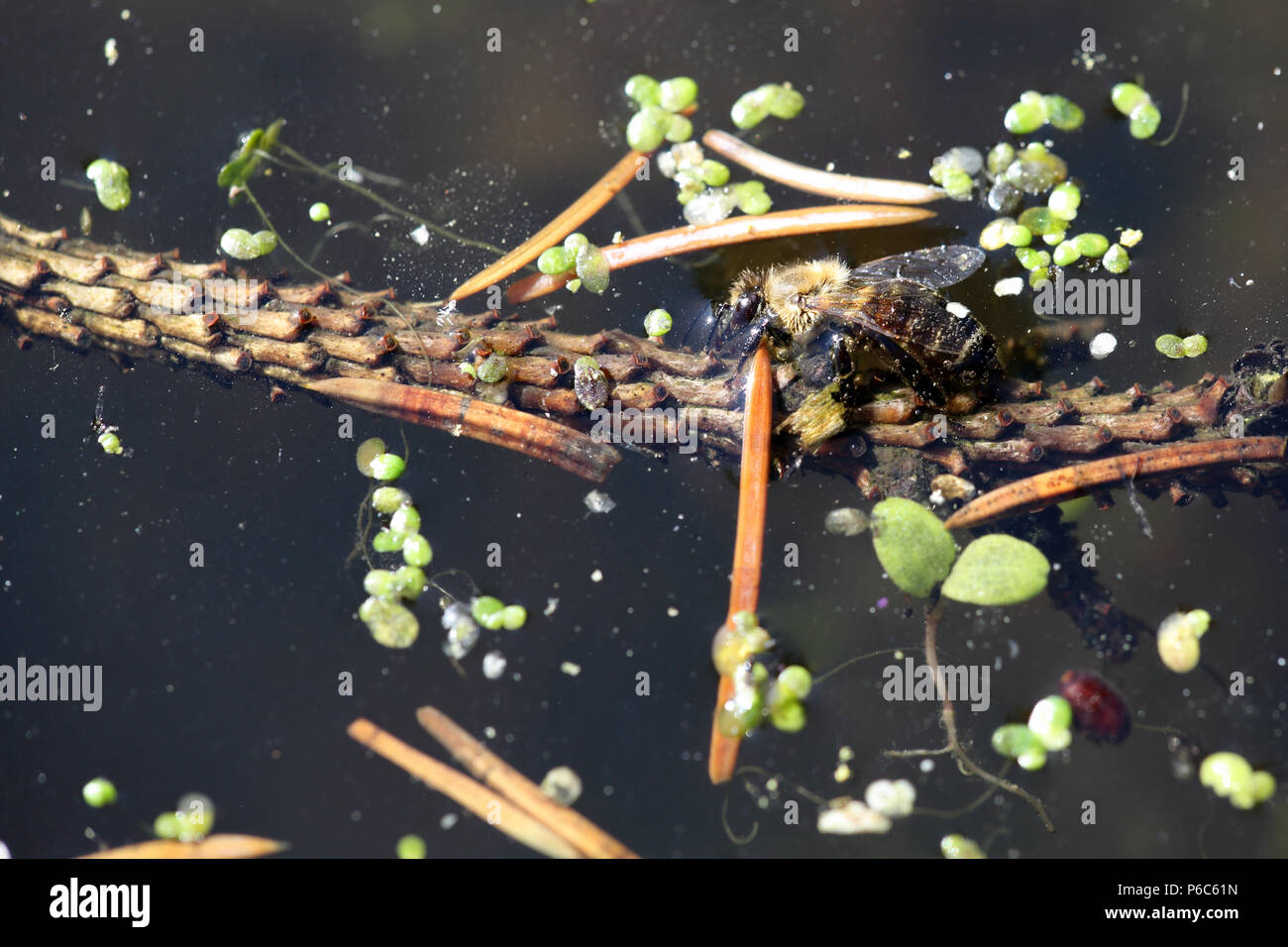 Berlin, Deutschland - Bee Getränke Wasser aus einem Teich Stockfoto