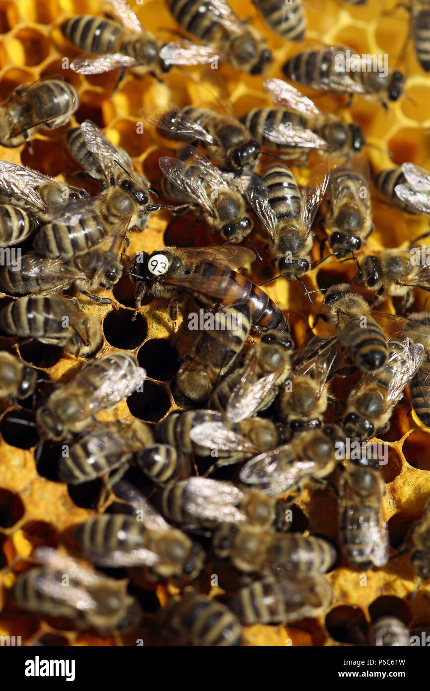 Berlin, Deutschland - Bienenkönigin mit weißen Slip Mark und die Bienen auf einer Wabe Stockfoto