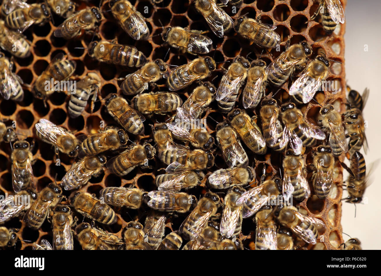 Berlin, Deutschland - Honig Bienen auf einer Wabe Stockfoto