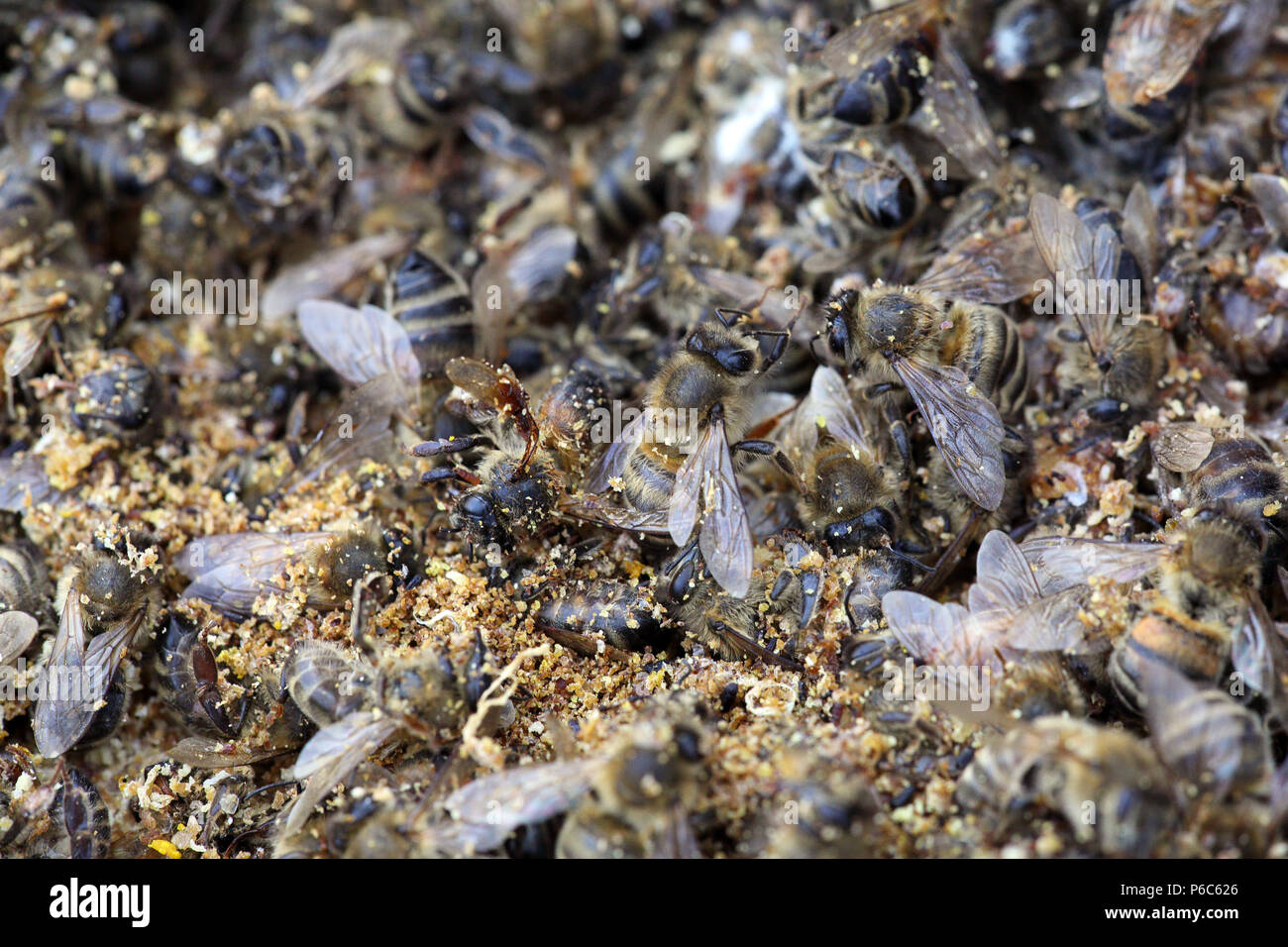Berlin, Deutschland - toten Honigbienen nach dem harten Winter Stockfoto
