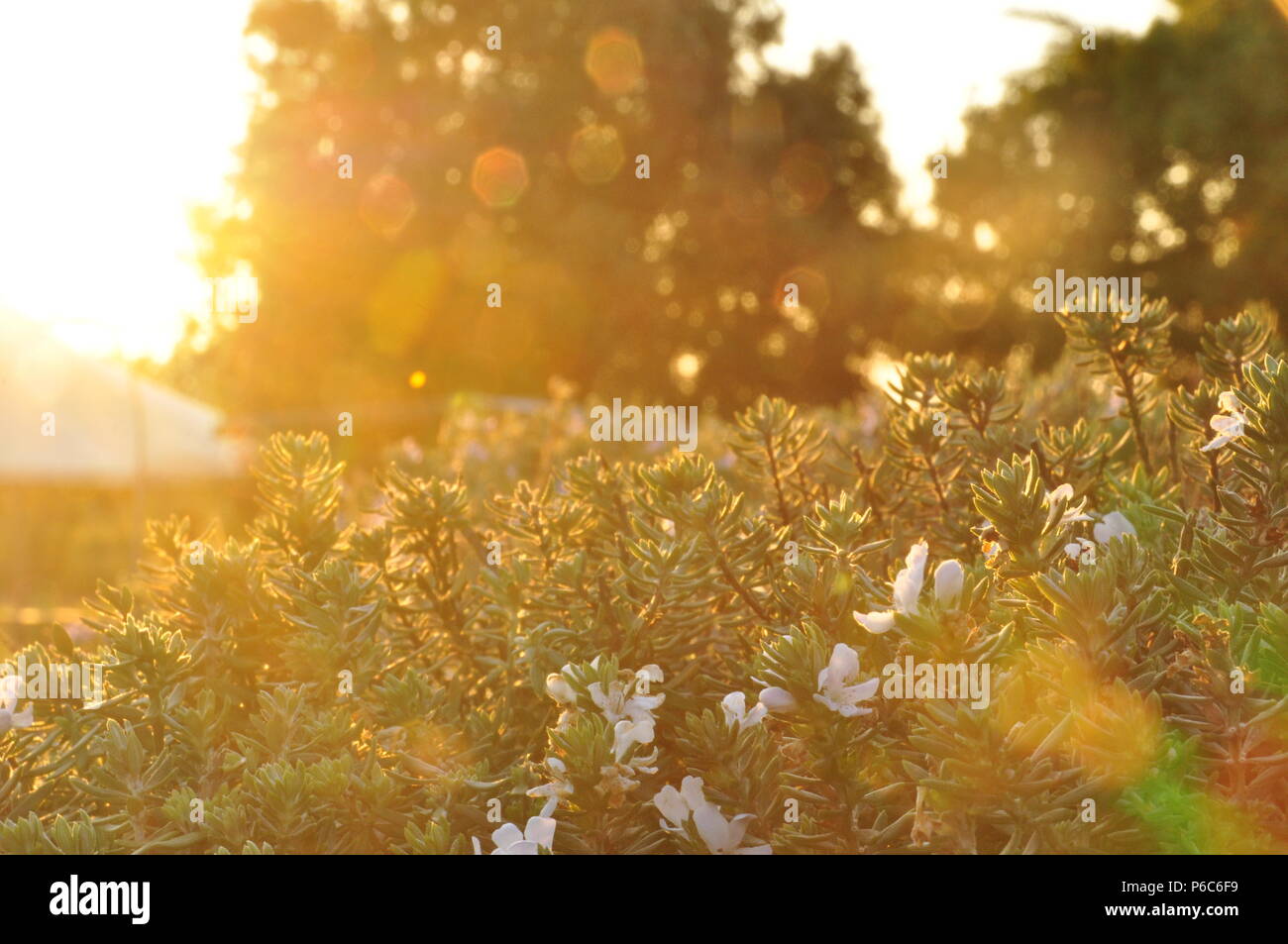 Rosmarin in warmen Sonnenstrahlen mit Lens Flares und Sonnenstrahlen Stockfoto