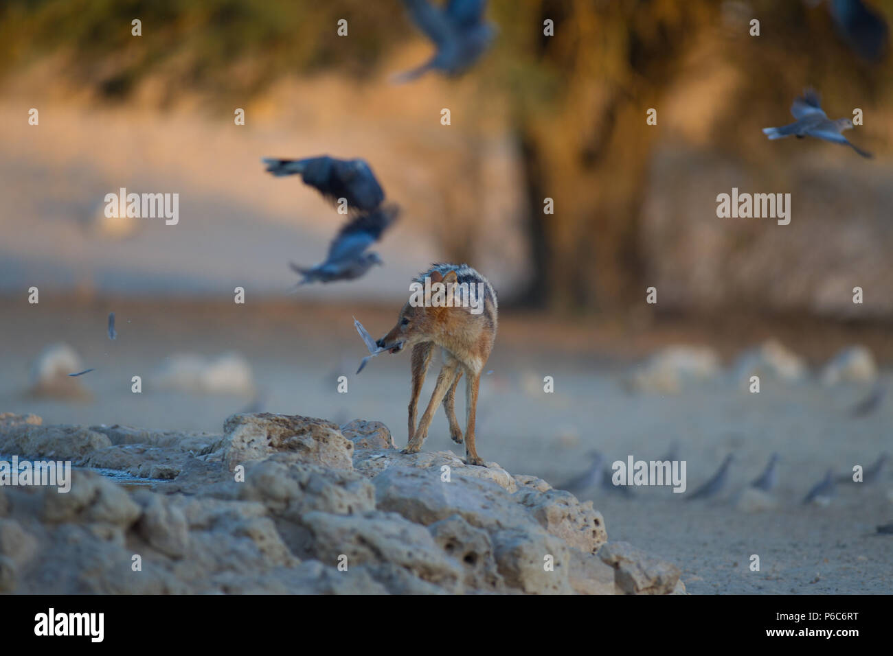 Black backed jackal Jagd auf Tauben und Sandgrouse Stockfoto