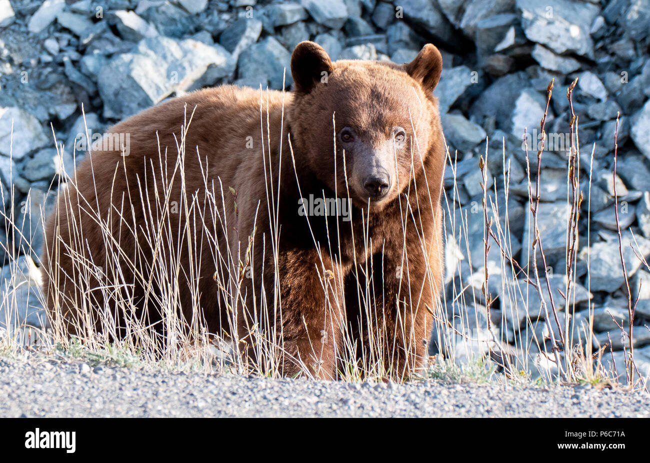 Zimt farbig Schwarzen Bären in Alaska Stockfoto