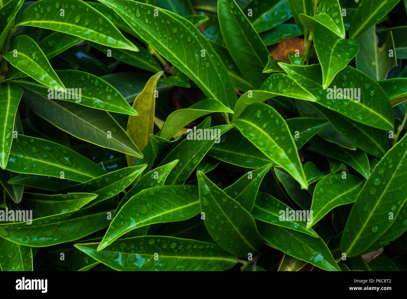 Evergreen cherry Laurel Pflanze als Antural backgrund mit closeup details Stockfoto