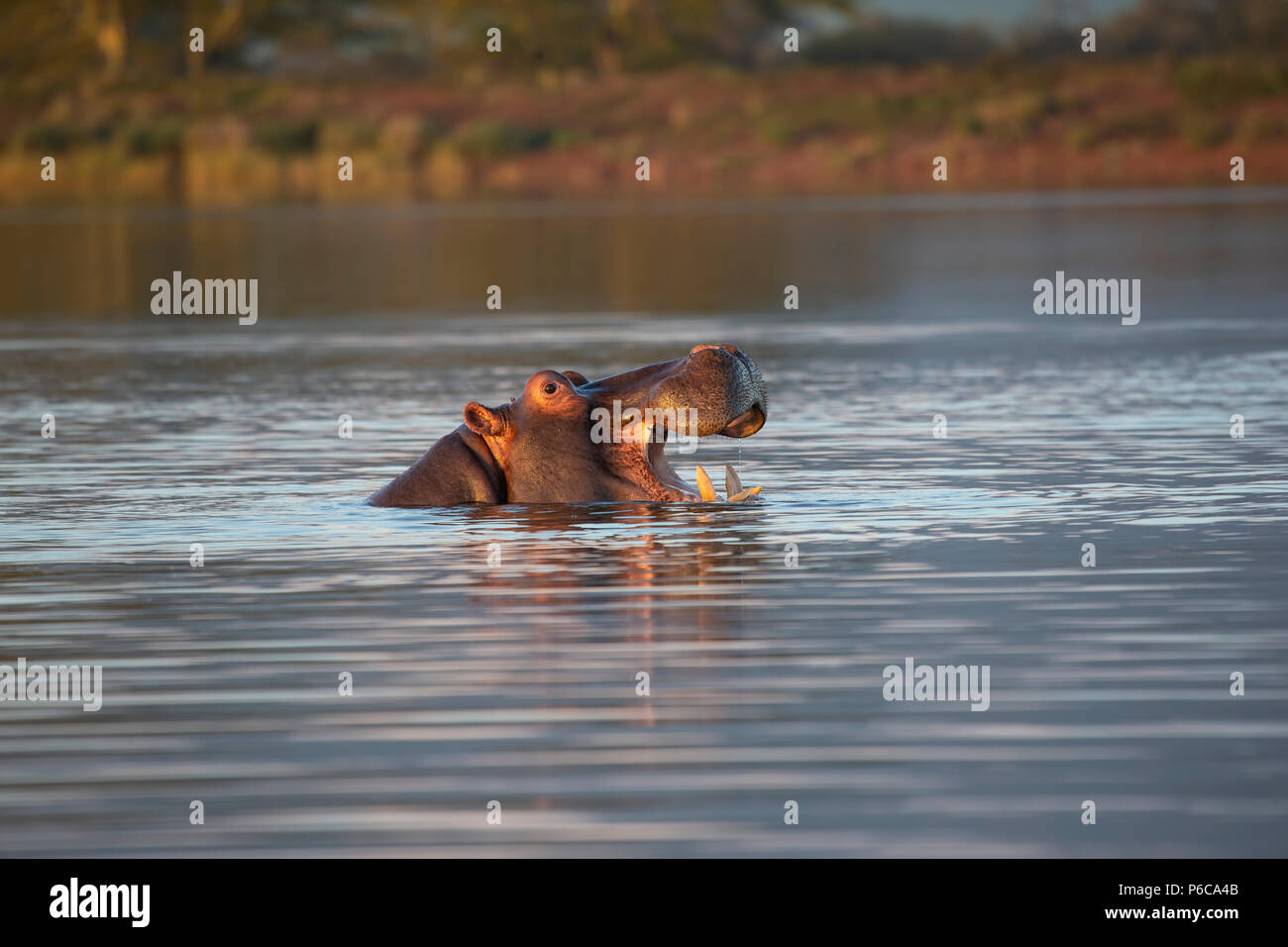Hippopotamus - Hippopotamus amphibius mit Kopf aus einem See und die Mundöffnung in Südafrika Stockfoto