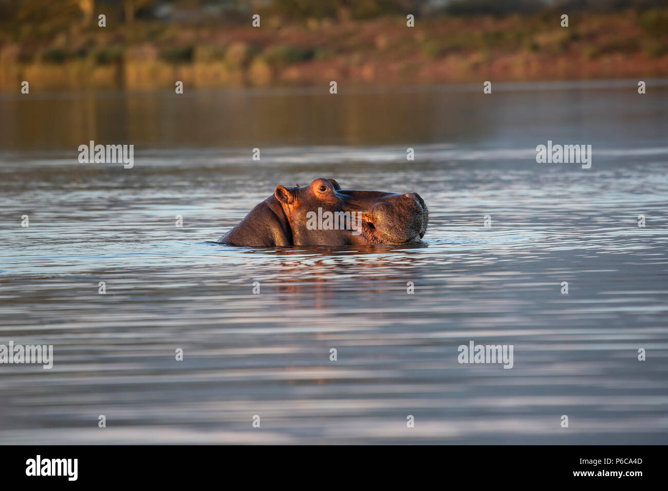 Hippopotamus - Hippopotamus amphibius mit Kopf aus einem See in Südafrika Stockfoto