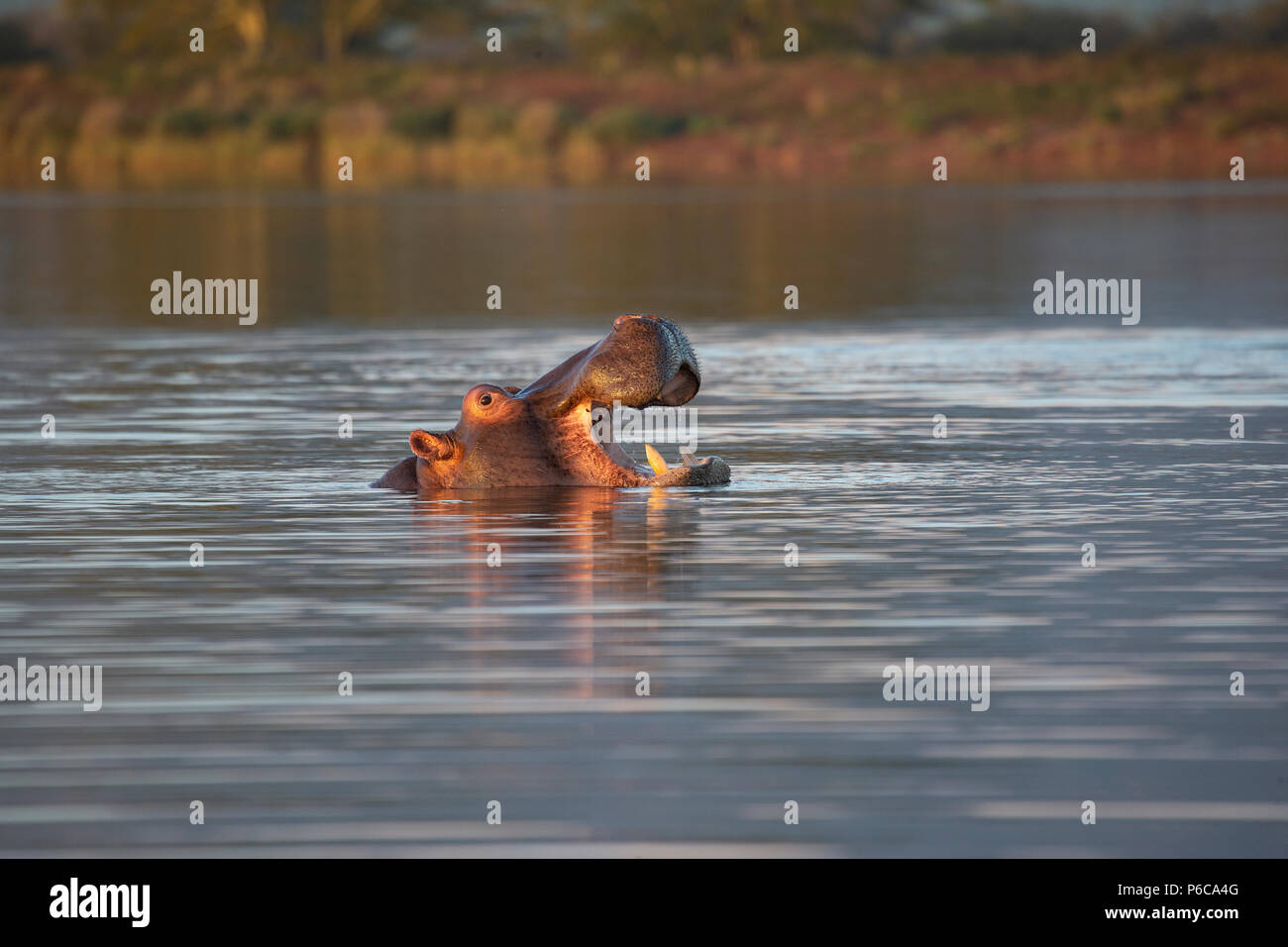 Hippopotamus - Hippopotamus amphibius mit Kopf aus einem See und die Mundöffnung in Südafrika Stockfoto