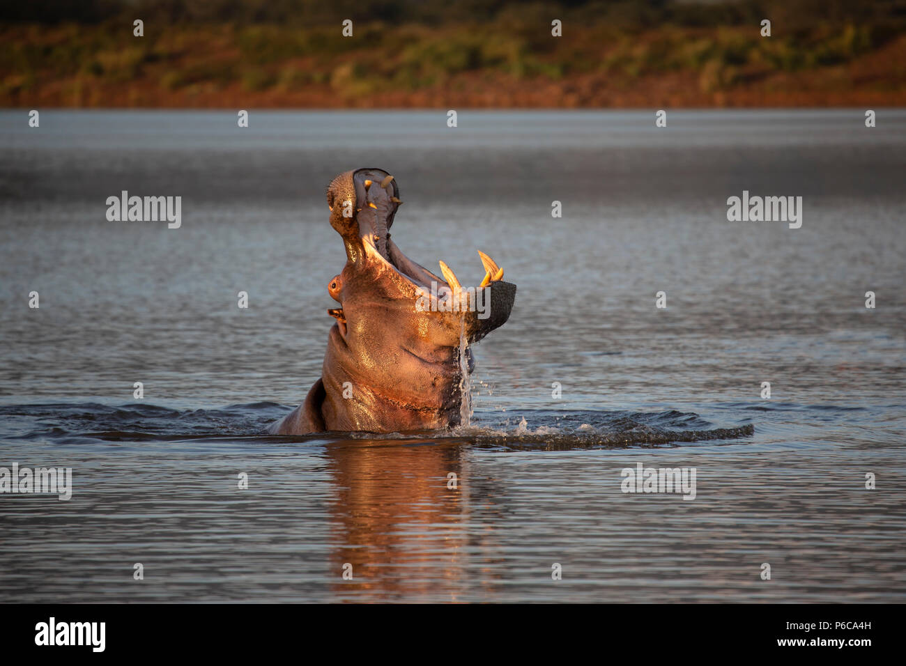 Hippopotamus - Hippopotamus amphibius mit breiter klaffende Gähnen als Leiter ergibt sich aus einem See in Südafrika Stockfoto