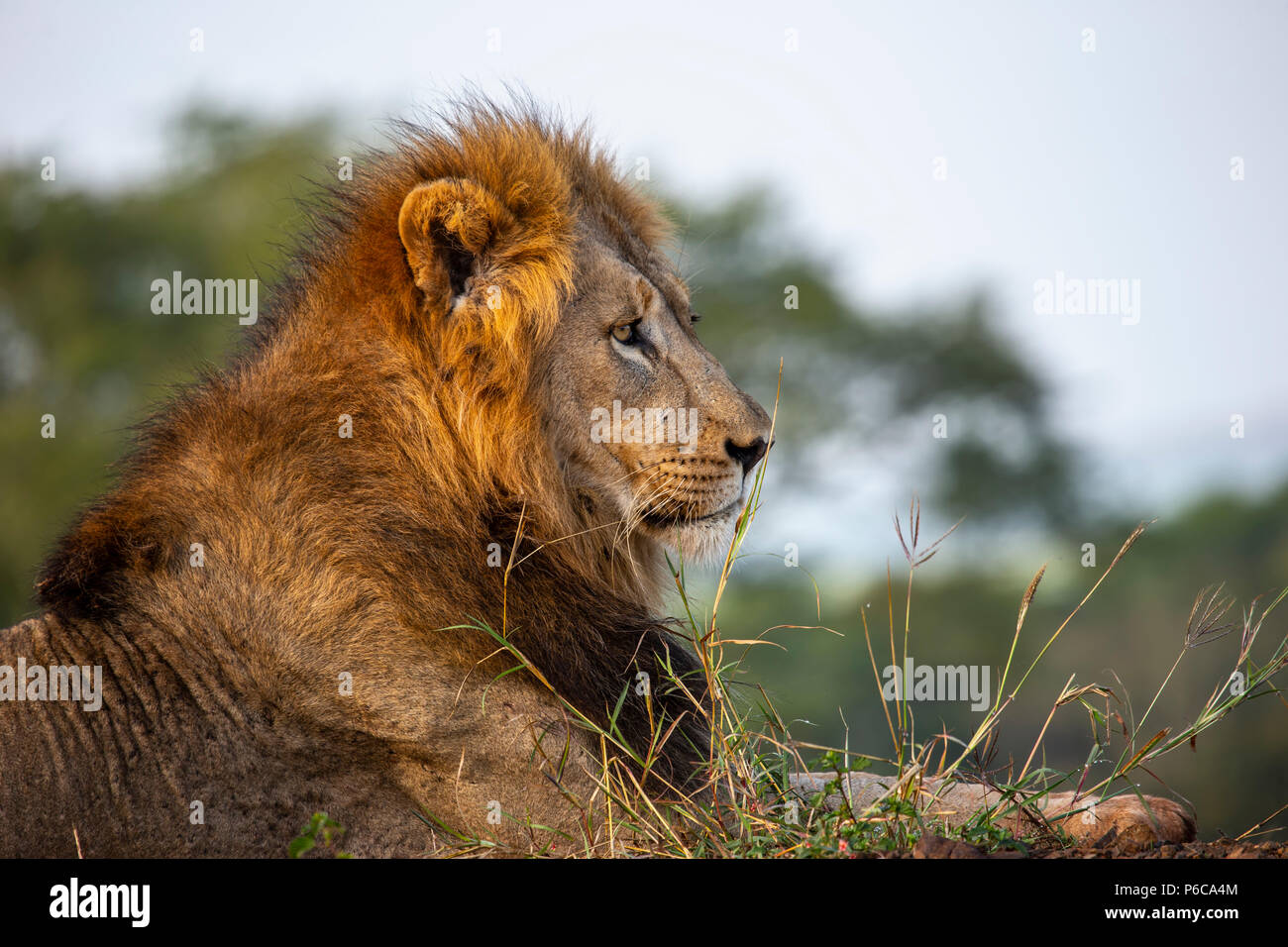 Close up Kopfschuss der männliche Löwe Panthera leo in der frühen Morgensonne Stockfoto