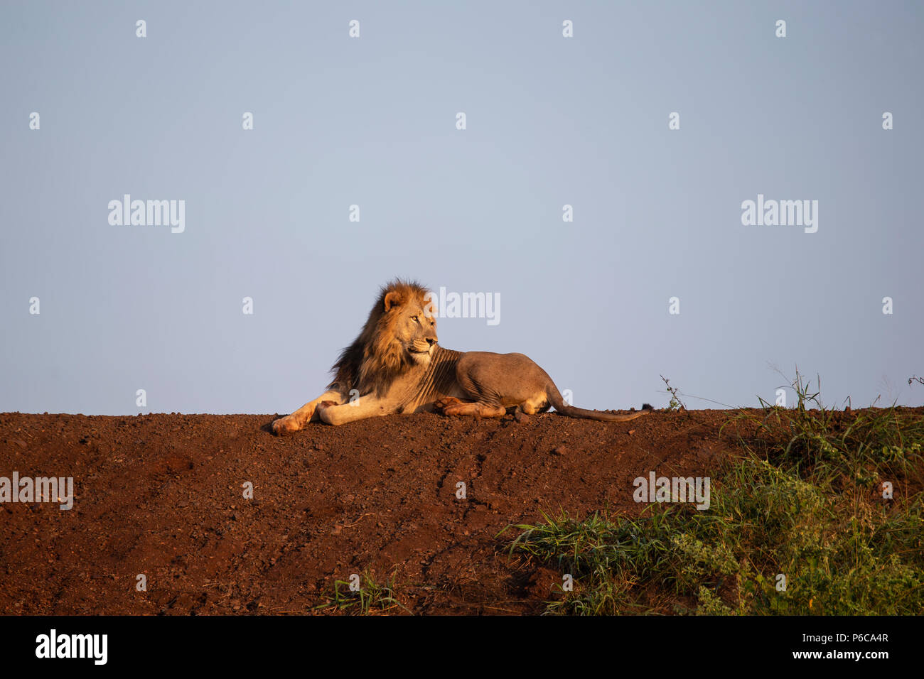 Männliche Löwe Panthera leo friedlich lag in der frühen Morgendämmerung Sonnenlicht auf einem Damm in Südafrika Stockfoto