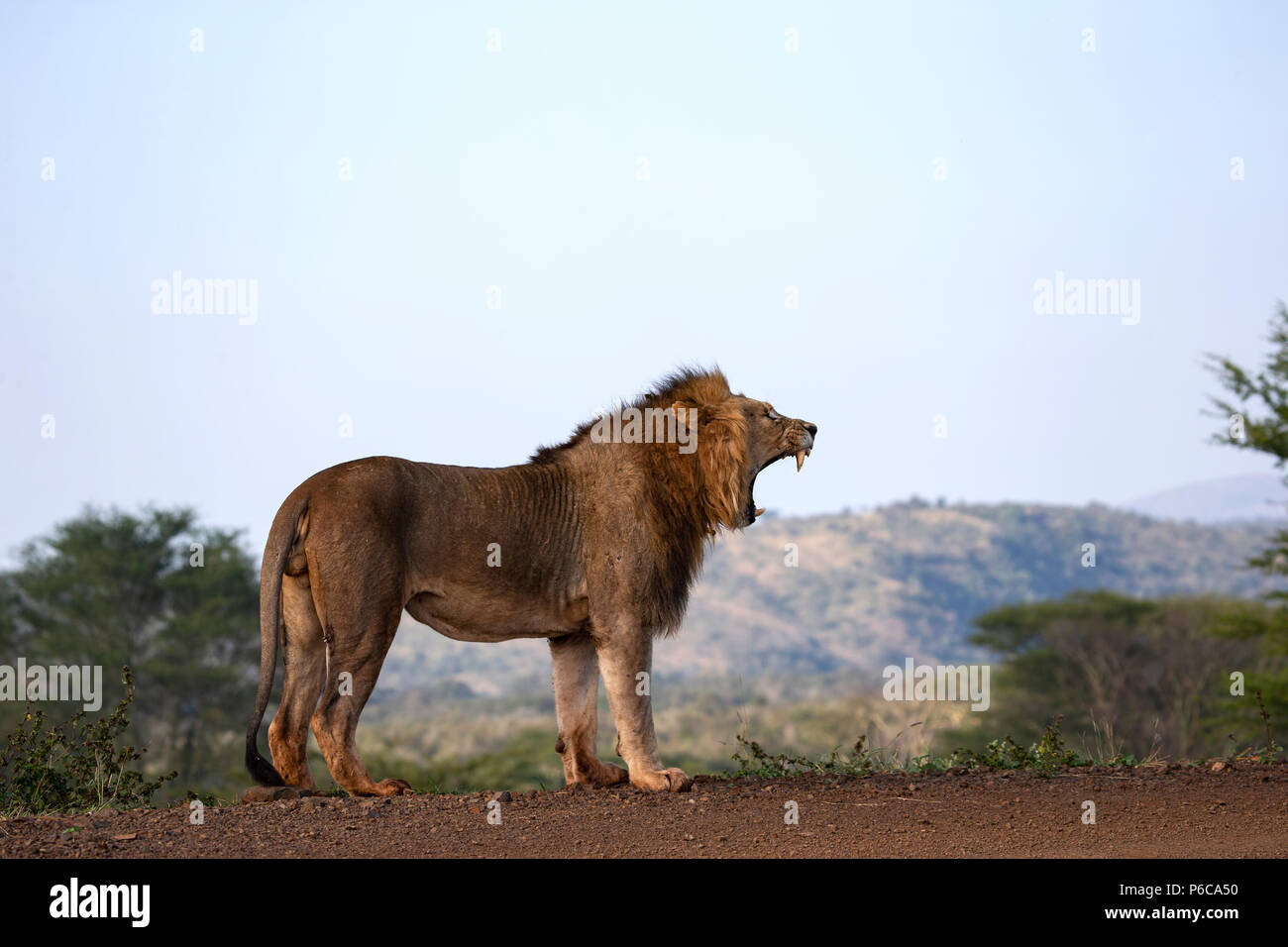 Männliche Löwe Panthera leo Rauschen im frühen Licht von der Spitze einer Staumauer Stockfoto