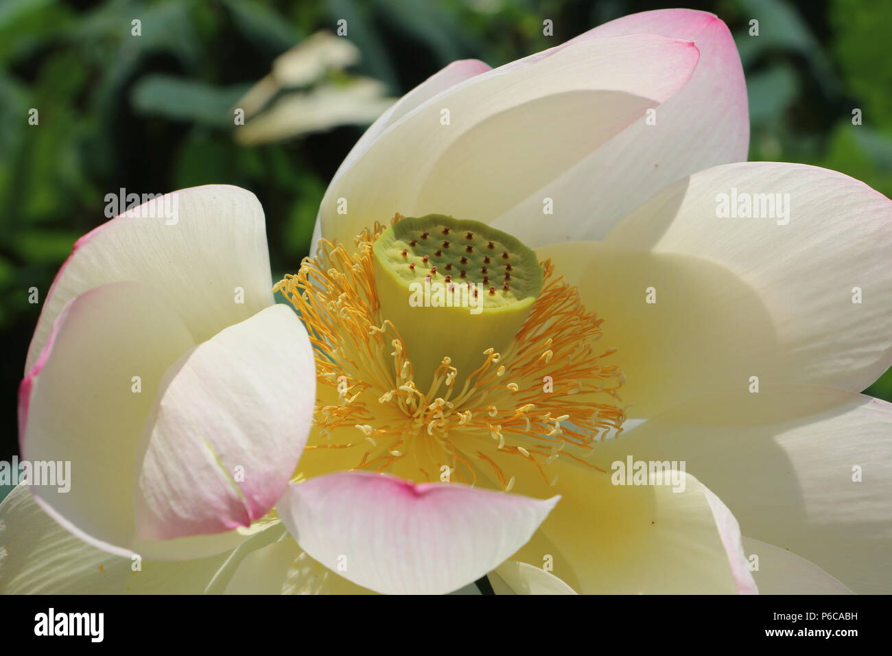 Lotus Blume in der Sonne Stockfoto