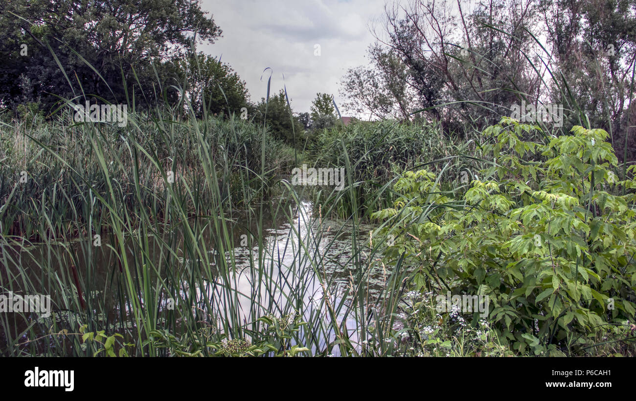 Die Vojvodina, Serbien - ein Blick auf einen Teil des Nationalen Park Imperial Teich (Carska Bara) Stockfoto