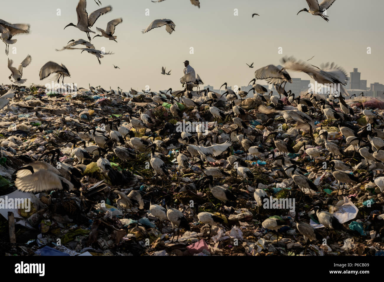 Ein Picker ist teilweise verdeckt von einer Schar heiliger Ibis auf der Robinson Deep Deponie in der Südafrikanischen kommerzielle Hauptstadt von Johannesburg Stockfoto