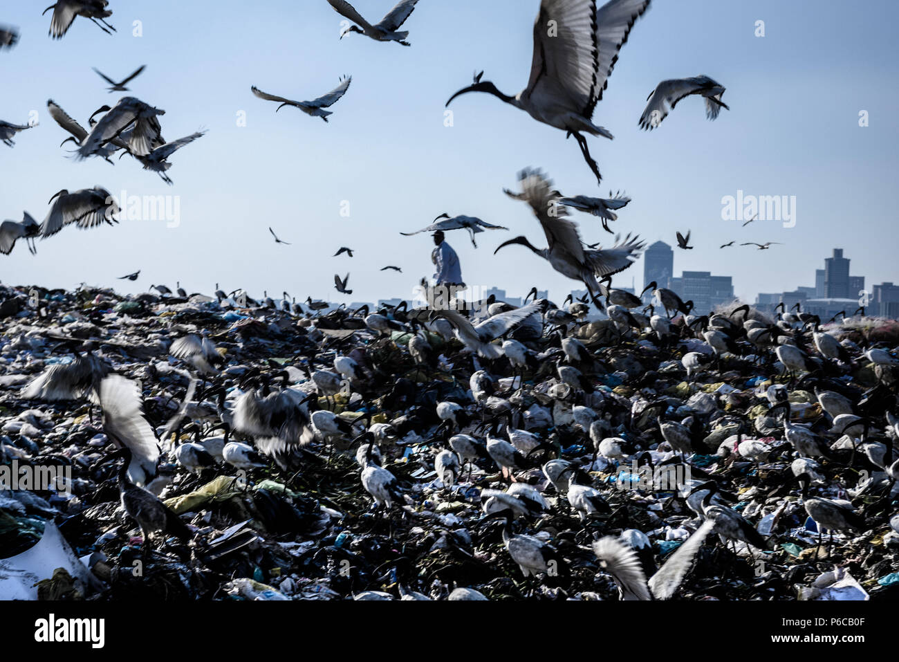 Ein Picker ist teilweise verdeckt von einer Schar heiliger Ibis auf der Robinson Deep Deponie in der Südafrikanischen kommerzielle Hauptstadt von Johannesburg Stockfoto