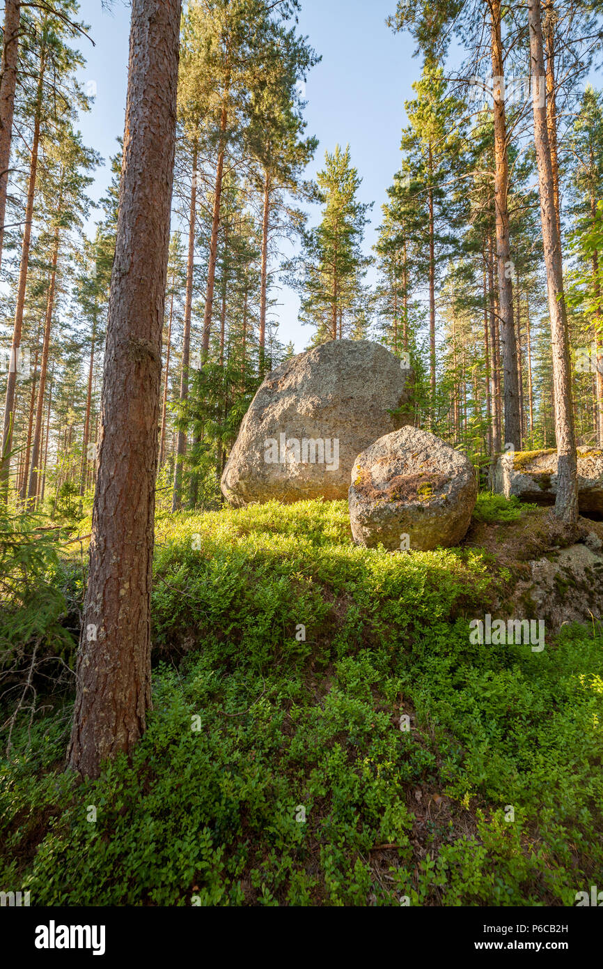 Wald in Finlad am Sommertag Stockfoto