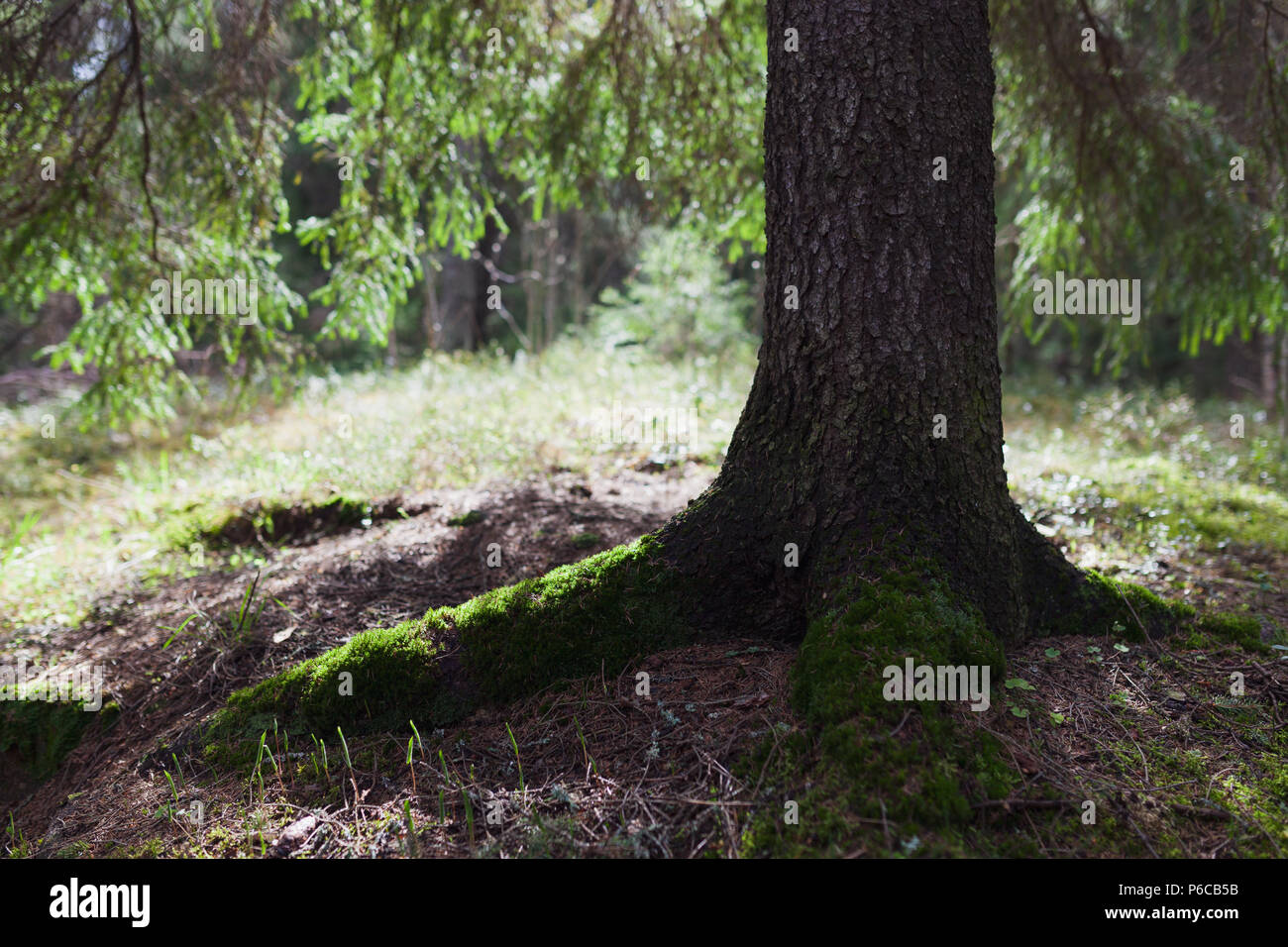 Baum im Wald Fichte Stockfoto