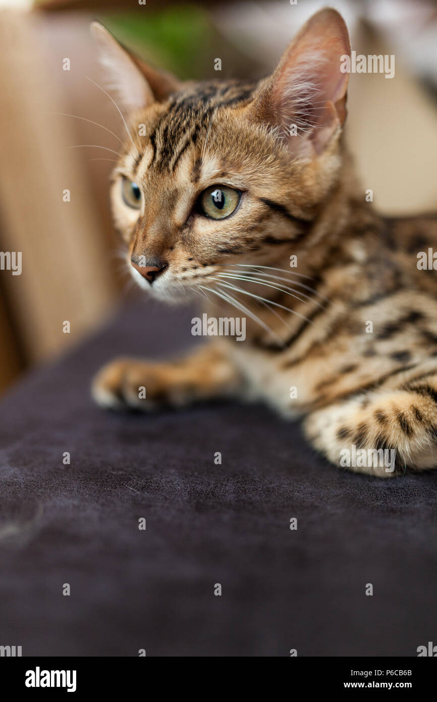 Bengal Katze zu Hause Stockfoto