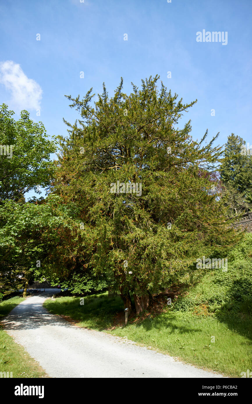 Groe Eibe taxus whipplei in der Lake District, Cumbria England  Grobritannien Stockfotografie - Alamy