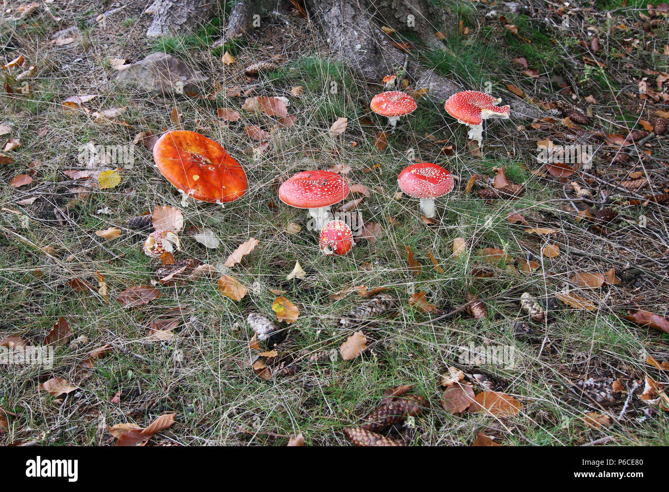 Gift amanita in einem Wald Fliegen - Detail Stockfoto