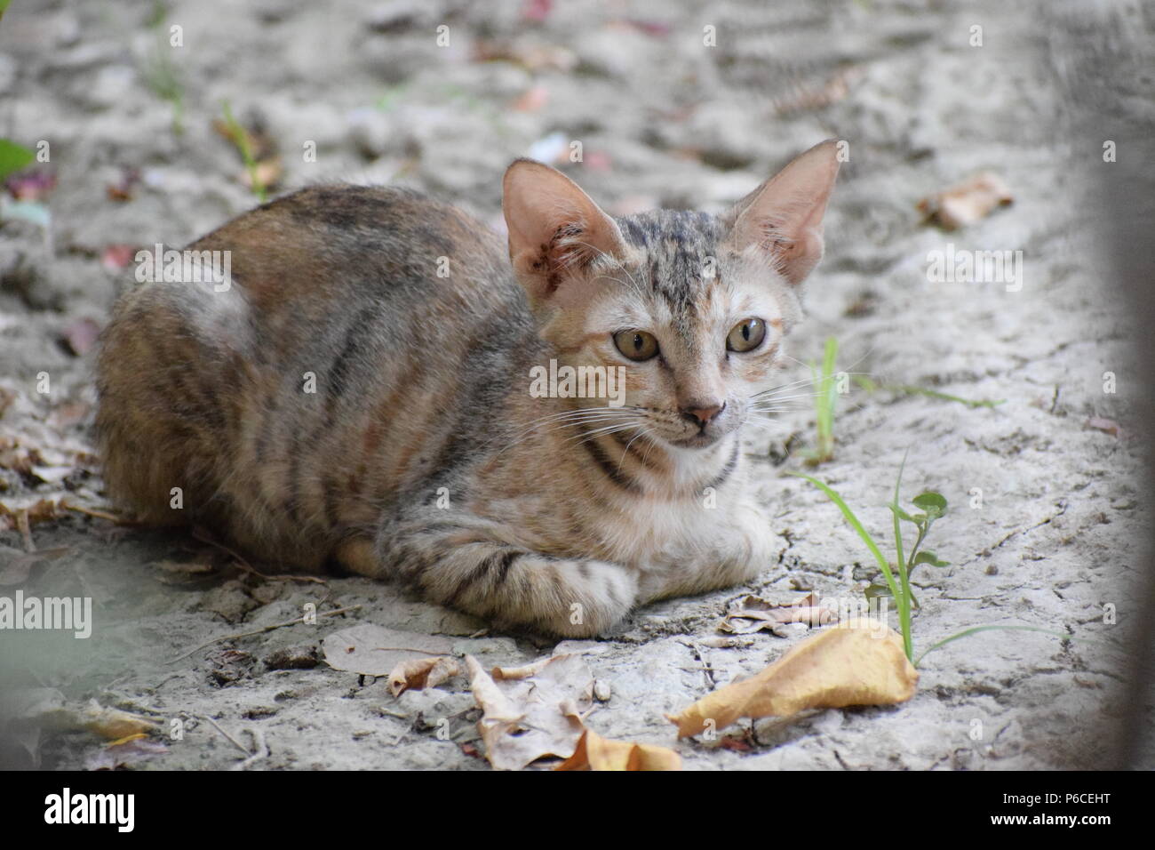 nette Katze Stockfoto