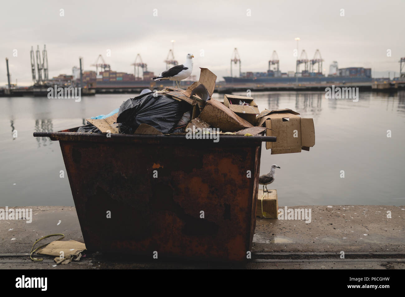 Möwen auf Abfallbehälter Stockfoto