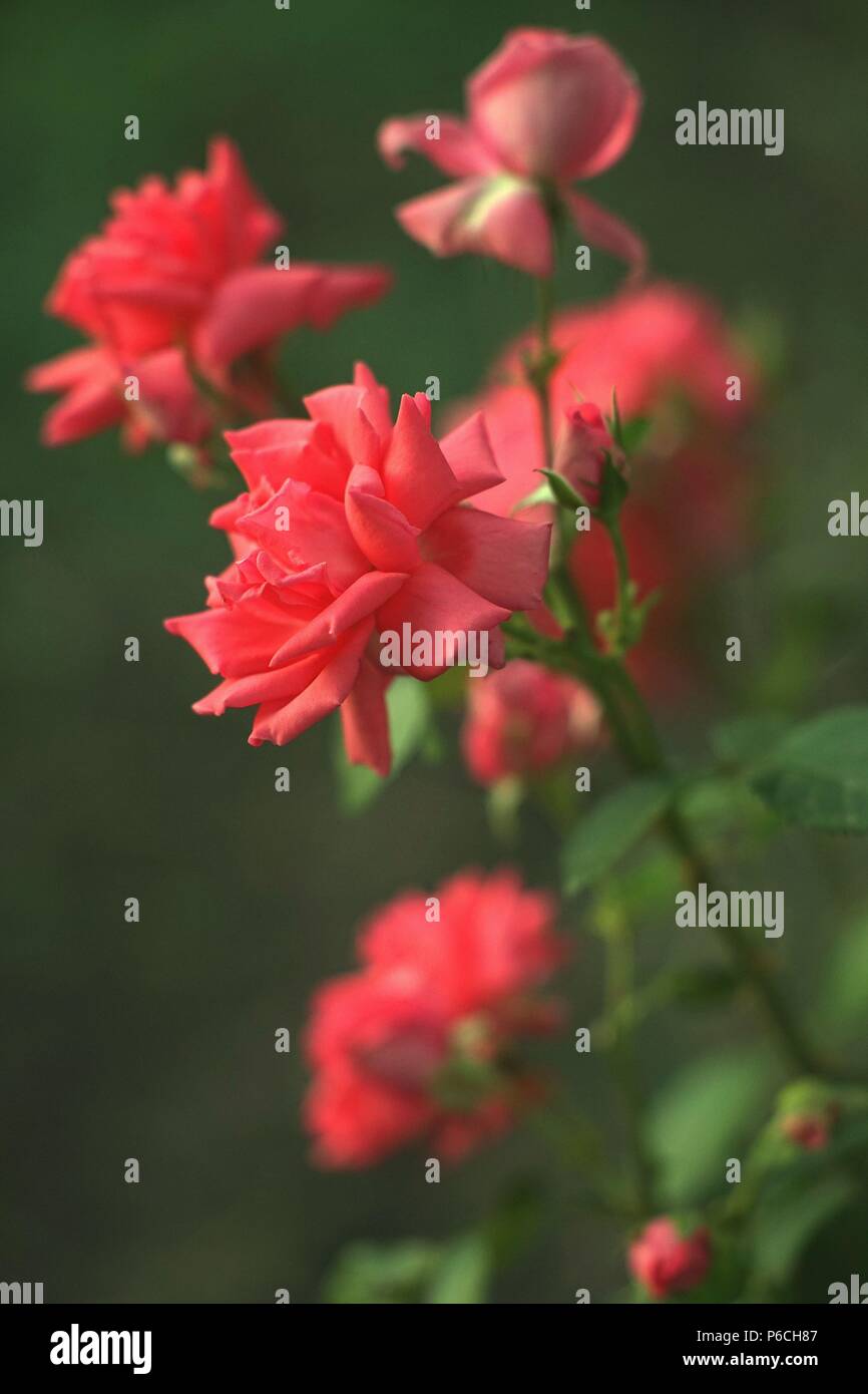 Rosa Rose Bush im Garten wachsen Stockfoto