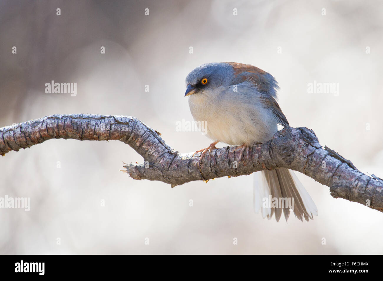 Porträt einer Yellow-eyed Junco im südlichen Arizona, USA. Stockfoto