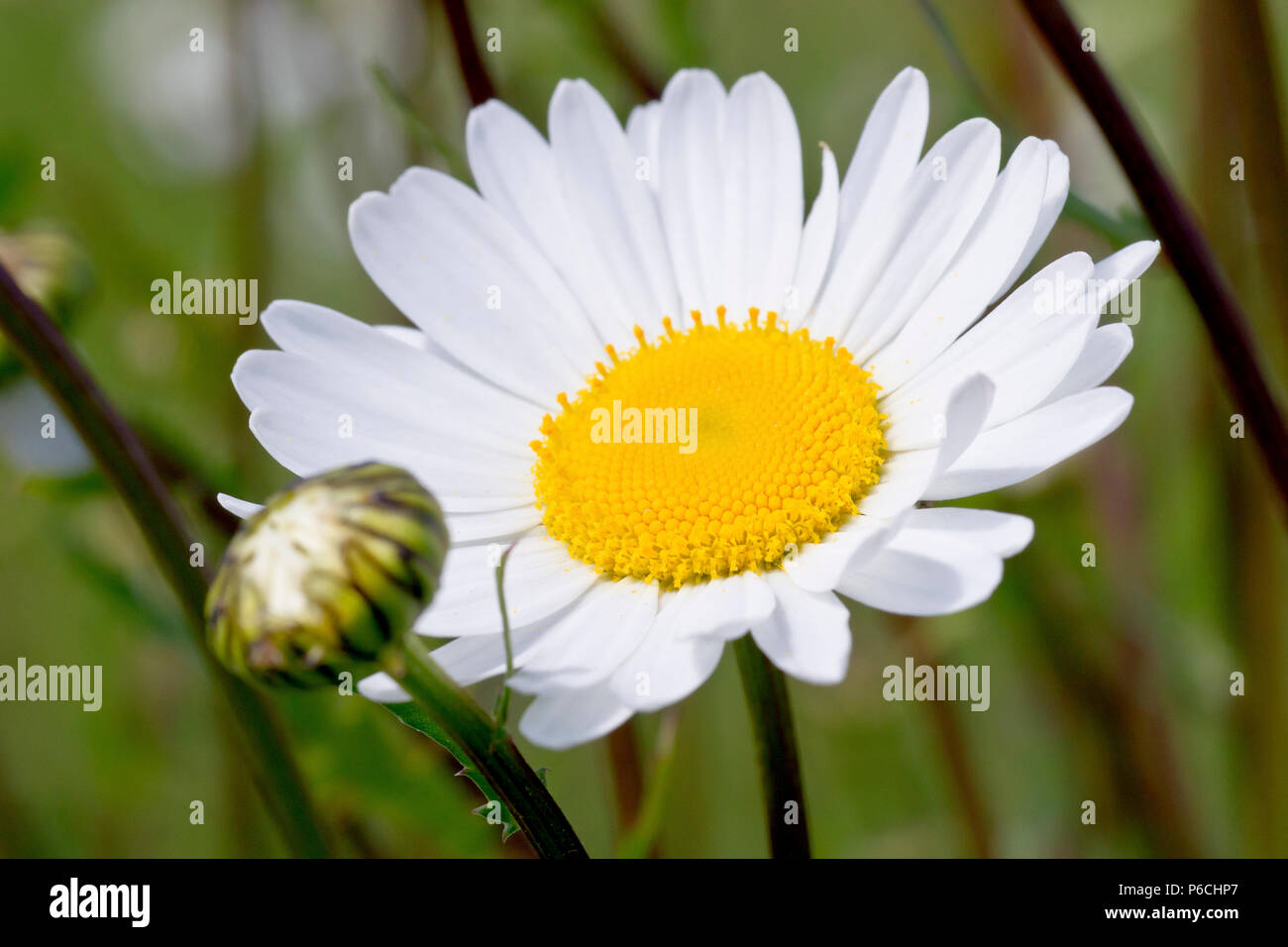 Oxeye Daisy (Leucanthemum vulgare oder chrysanthemum leucanthemum), auch als Hund Daisy oder Marguerite bekannt, die sich aus einer einzigen Blume Leiter mit der Knospe schließen. Stockfoto