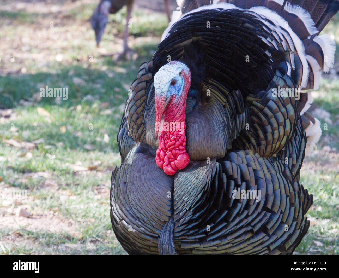 Eine Verstrebung Wild Turkey gobbler. Stockfoto