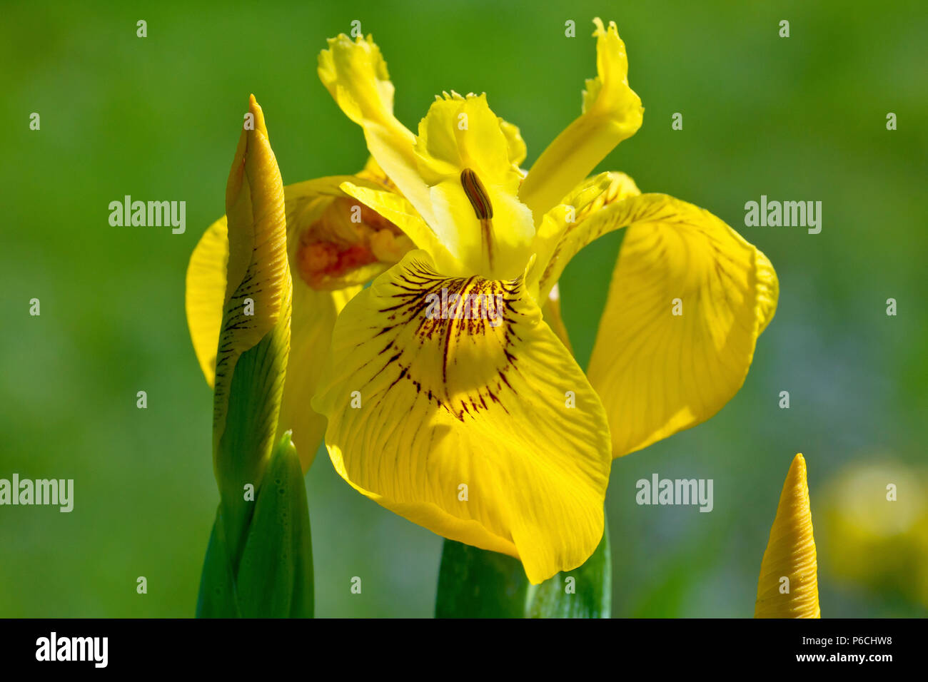 Gelbe Schwertlilie (Iris pseudacorus), auch als gelbe Flagge bekannt, der eine einzelne Blume mit Knospen zu schließen. Stockfoto
