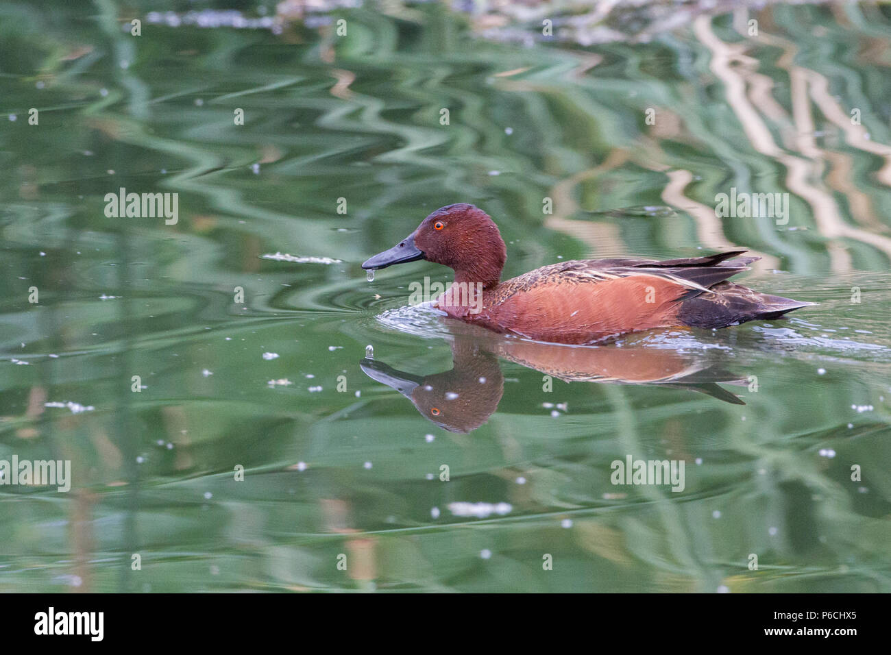 Cinnamon teal auf grünem Wasser. Stockfoto