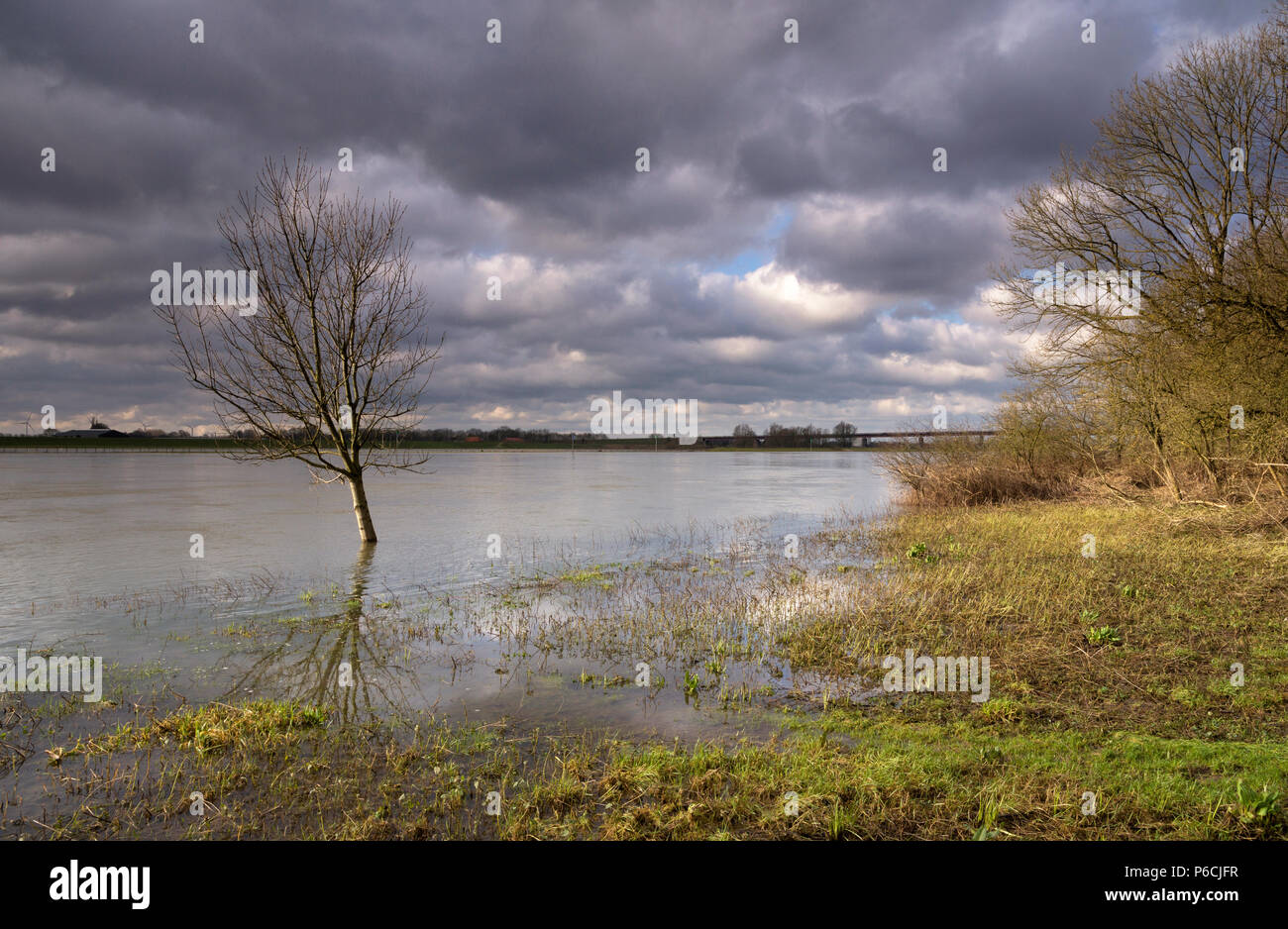 Hochwasser im Rhein Stockfoto