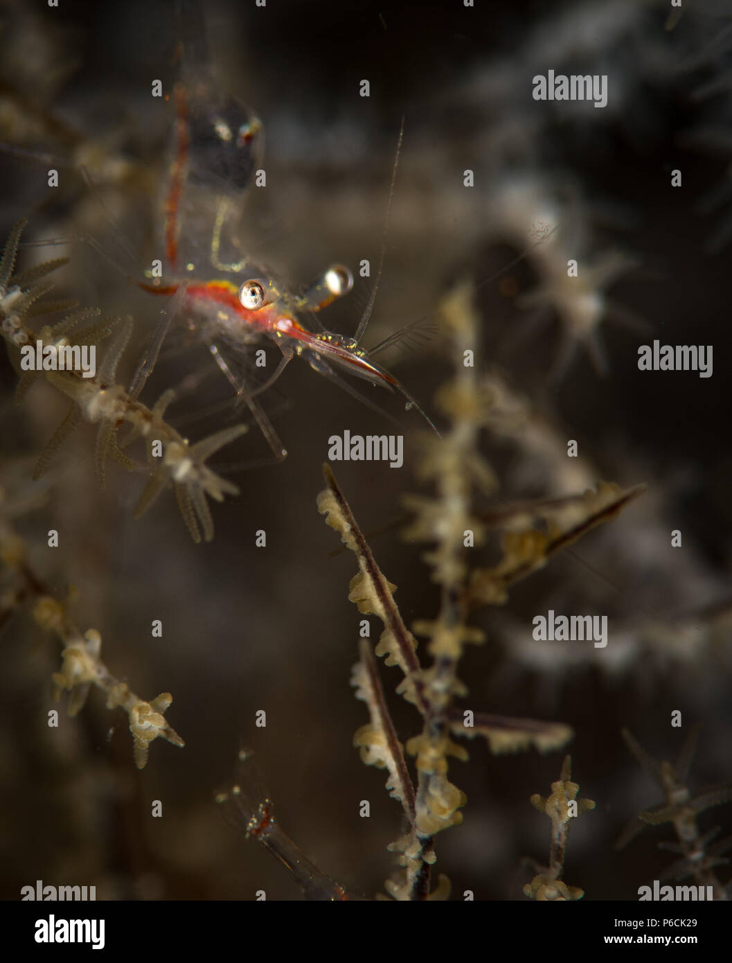 Periclemenes psamathe kommensalen Garnelen auf der Secret Bay Dive Site, Anilao, Philippinen Stockfoto