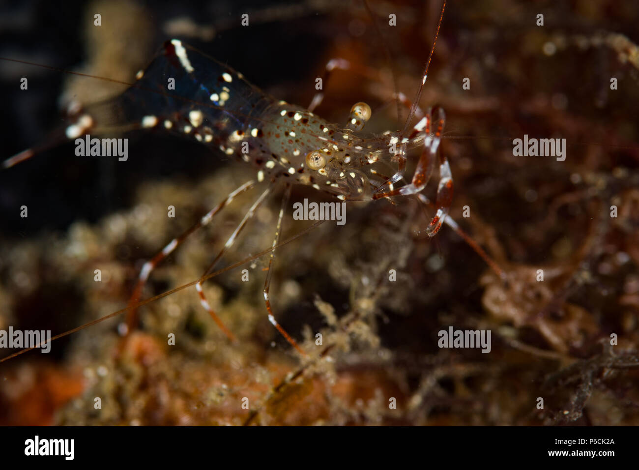 Urocaridella antonbruunii Garnele auf das Coconut Grove Tauchplatz, Anilao, Philippinen Stockfoto