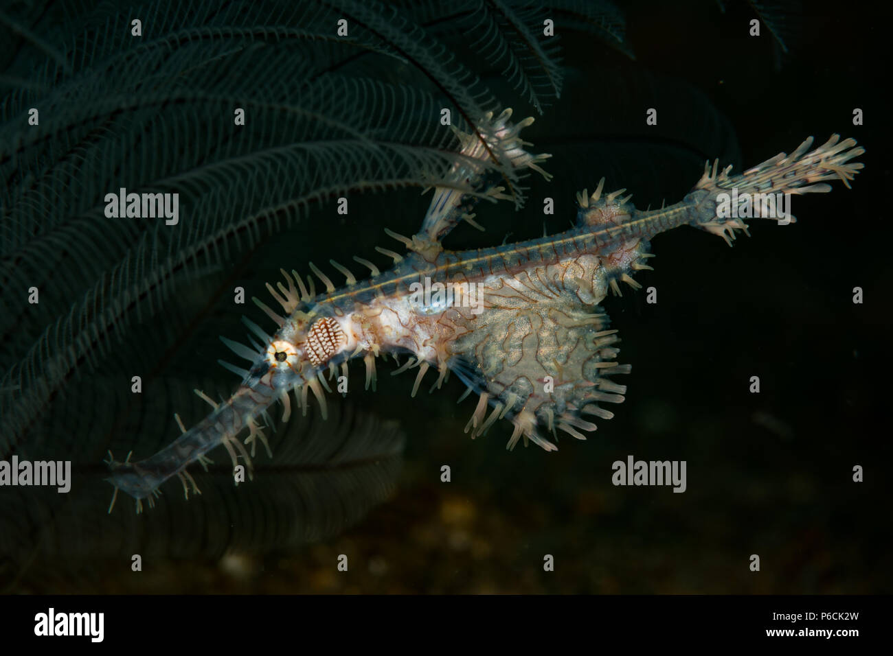 Reich verzierte Geisterpfeifenfisch: Solenostomus paradoxu, auf der Secret Bay Dive Site, Anilao, Philippinen Stockfoto