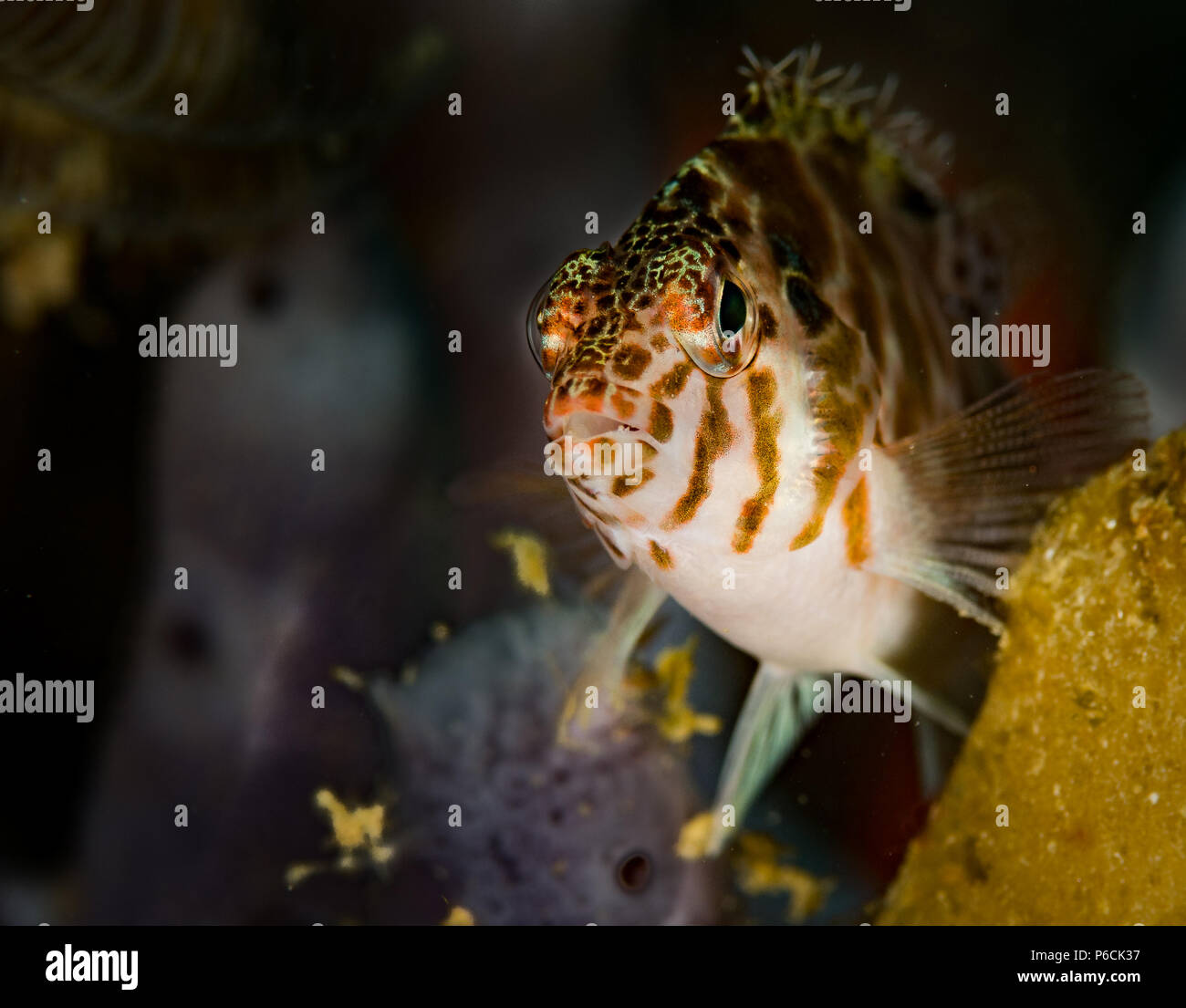 Fischfreundschaften auf dem Manilla Kanal Tauchplatz, Puerto Galera, Philippinen Stockfoto