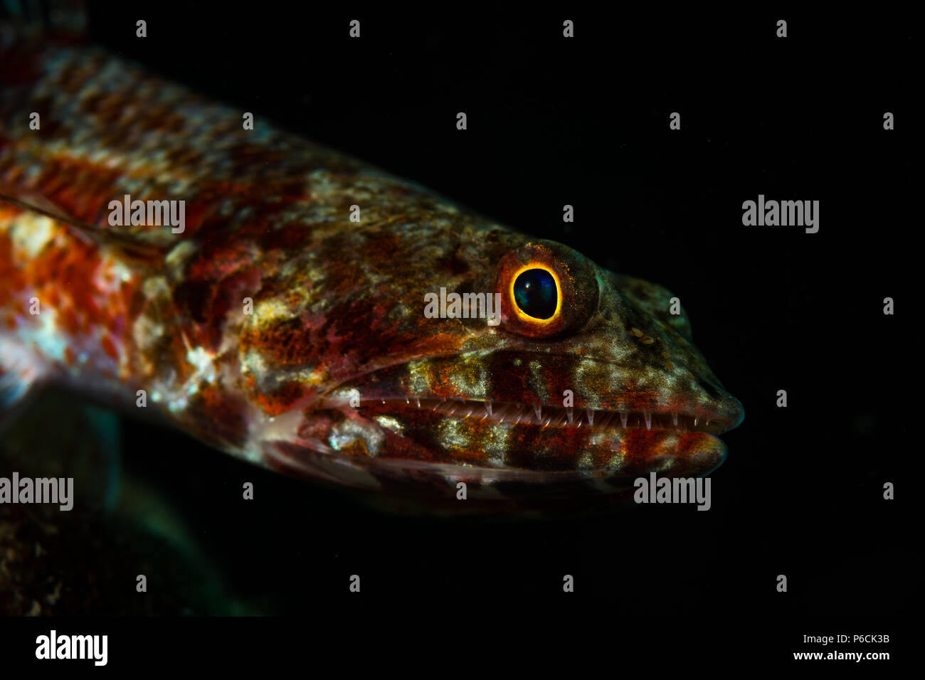 Lizardfish auf der Alma Jane Wreck Dive Site, Puerto Galera, Philippinen Stockfoto
