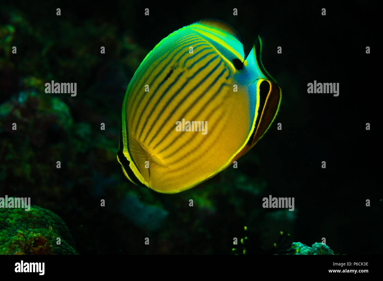 Indische nadelstreifenmuster butteflyfish: Chaetodon trifasciatus, auf dem Wrack Point Tauchplatz, Puerto Galera, Philippinen Stockfoto