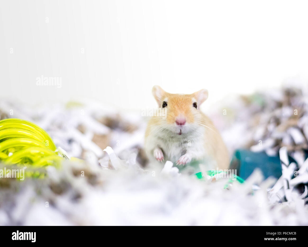 Ein pet Gerbil in einem Nest aus geschredderten Papier Stockfoto