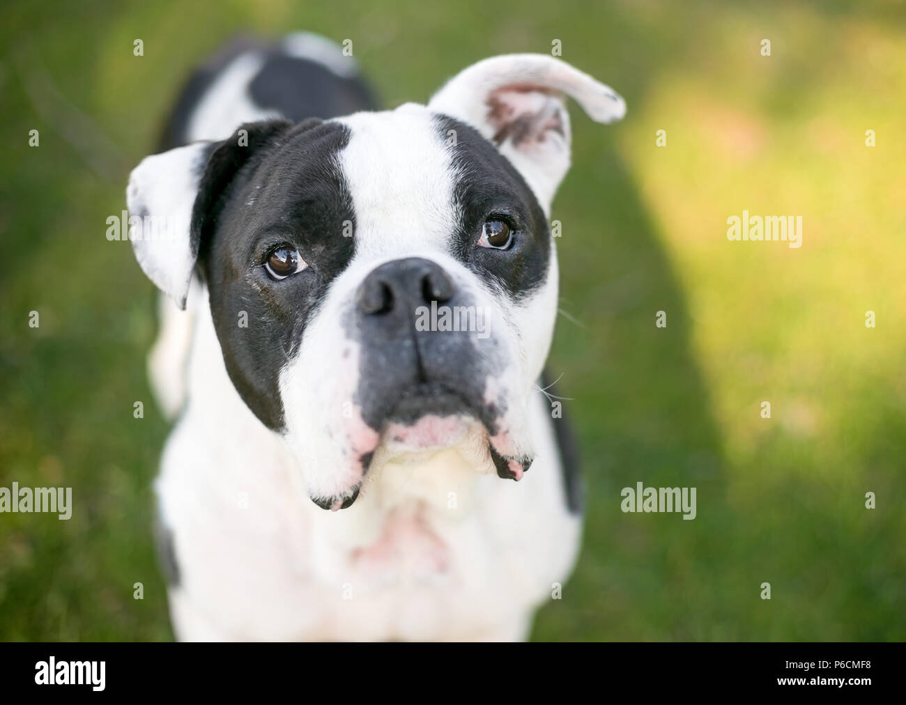 Ein Schwarz Weisses American Bulldog Mischling Hund Suchen Nach Oben Stockfotografie Alamy