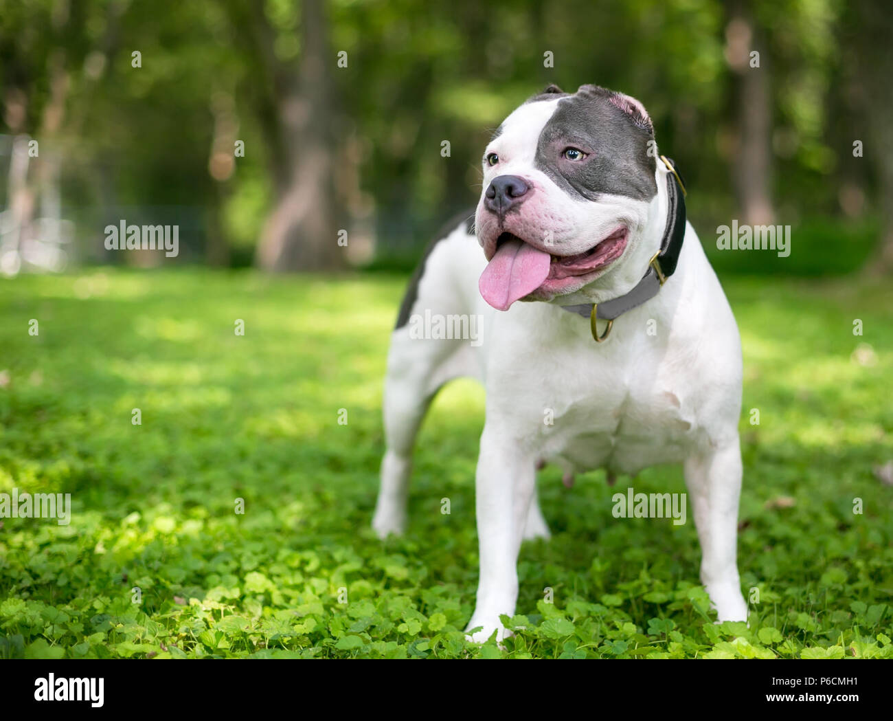 Eine graue und weiße Grube Stier Typ Mischling Hund, dessen Ohren haben fast vollständig abgeschnitten worden Stockfoto