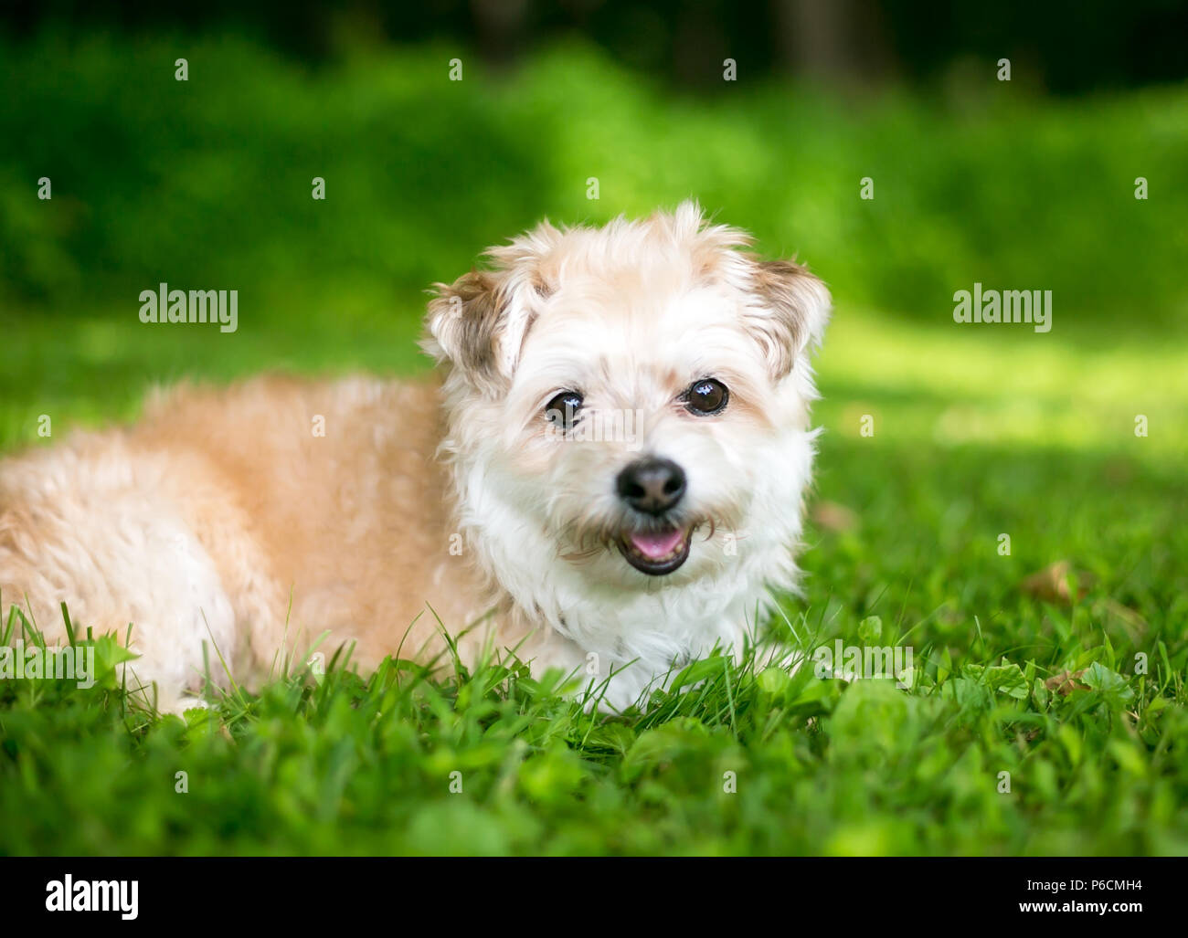 Eine süße Zwergpudel/Pomeranian gemischte Rasse Hund im Gras liegend Stockfoto